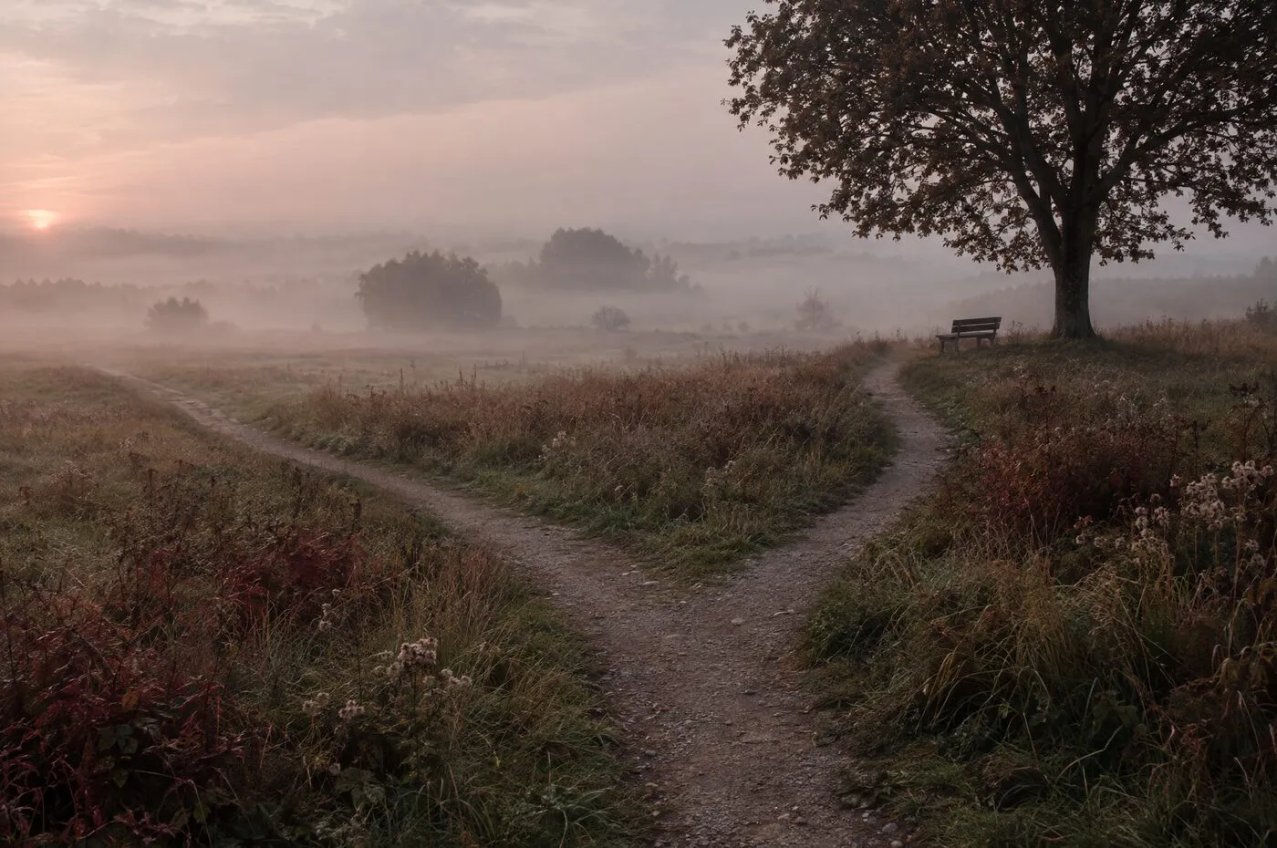 Two footpaths diverging through a misty meadow at dawn